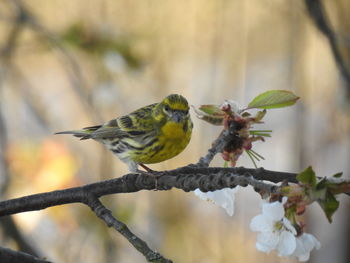 Close-up of bird perching on branch