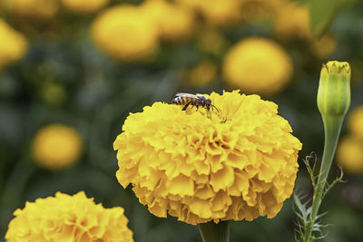 Close-up of insect on yellow flower