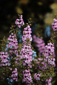 Close-up of pink flowers