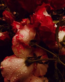 Close-up of water drops on flower