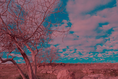 Low angle view of tree against sky