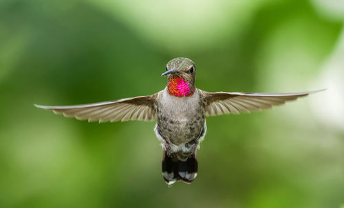 Annas hummingbird