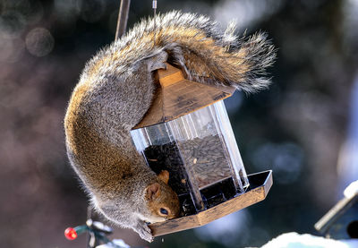 Close-up of squirrel