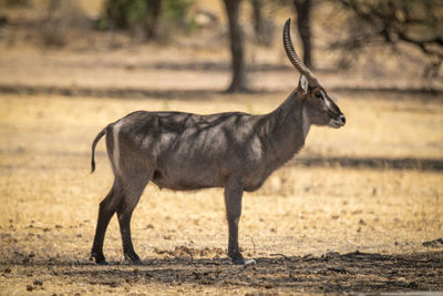 Male common waterbuck stands under shady tree