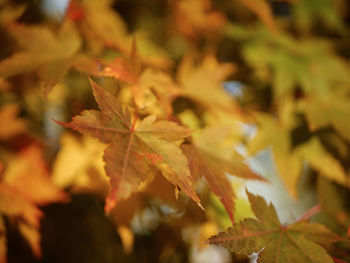 Close-up of maple leaves during autumn