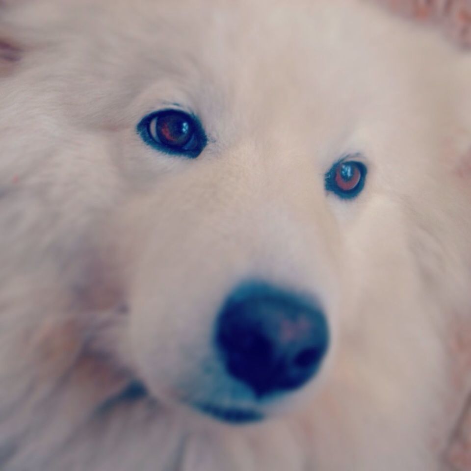 one animal, pets, animal themes, domestic animals, close-up, portrait, dog, looking at camera, indoors, white color, animal head, mammal, focus on foreground, selective focus, animal body part, no people, animal eye, white, part of, day