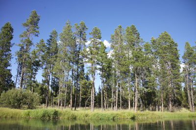 Trees in forest against clear sky