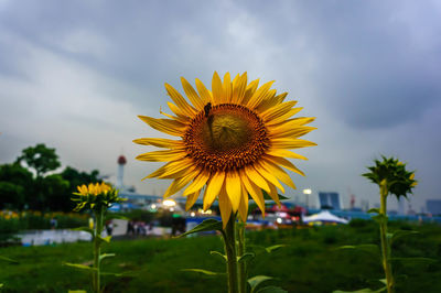 Sunflowers blooming on field against cloudy sky