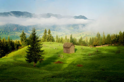 Scenic view of trees on field against sky