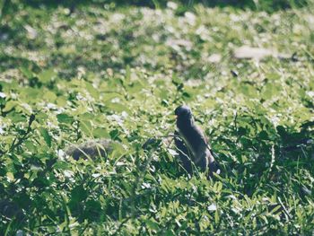 Plants on grassy field