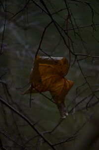 Close-up of dry maple leaf on water