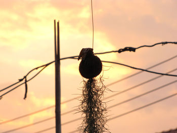 Low angle view of bird perching on cable against sky