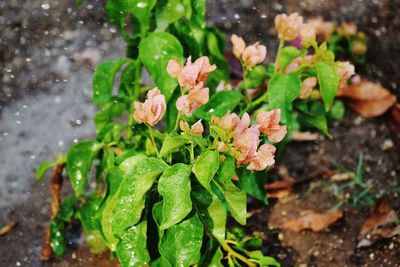Close-up of wet plant during rainy season