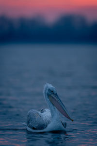 Close-up of pelican swimming in sea