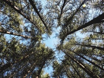 Low angle view of trees against sky