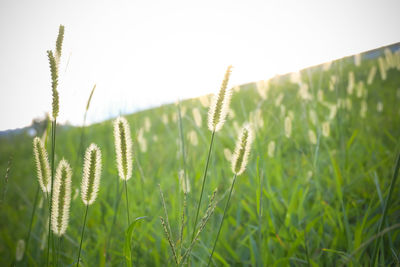 Close-up of plants growing on field