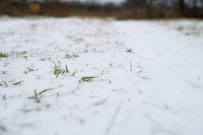 Close-up of snow covered land