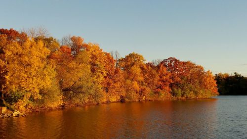 Scenic view of trees against clear sky