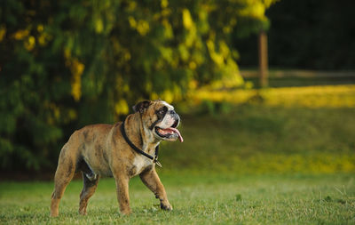 English bulldog looking away while sticking out tongue on grassy field