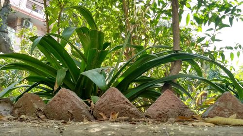 Close-up of plants against trees