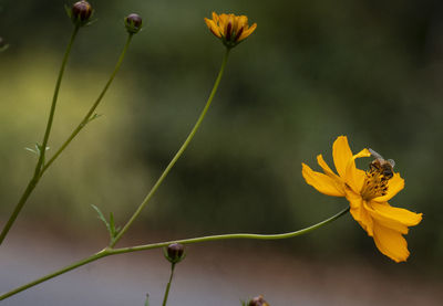 Orange flowers in a meadow garden