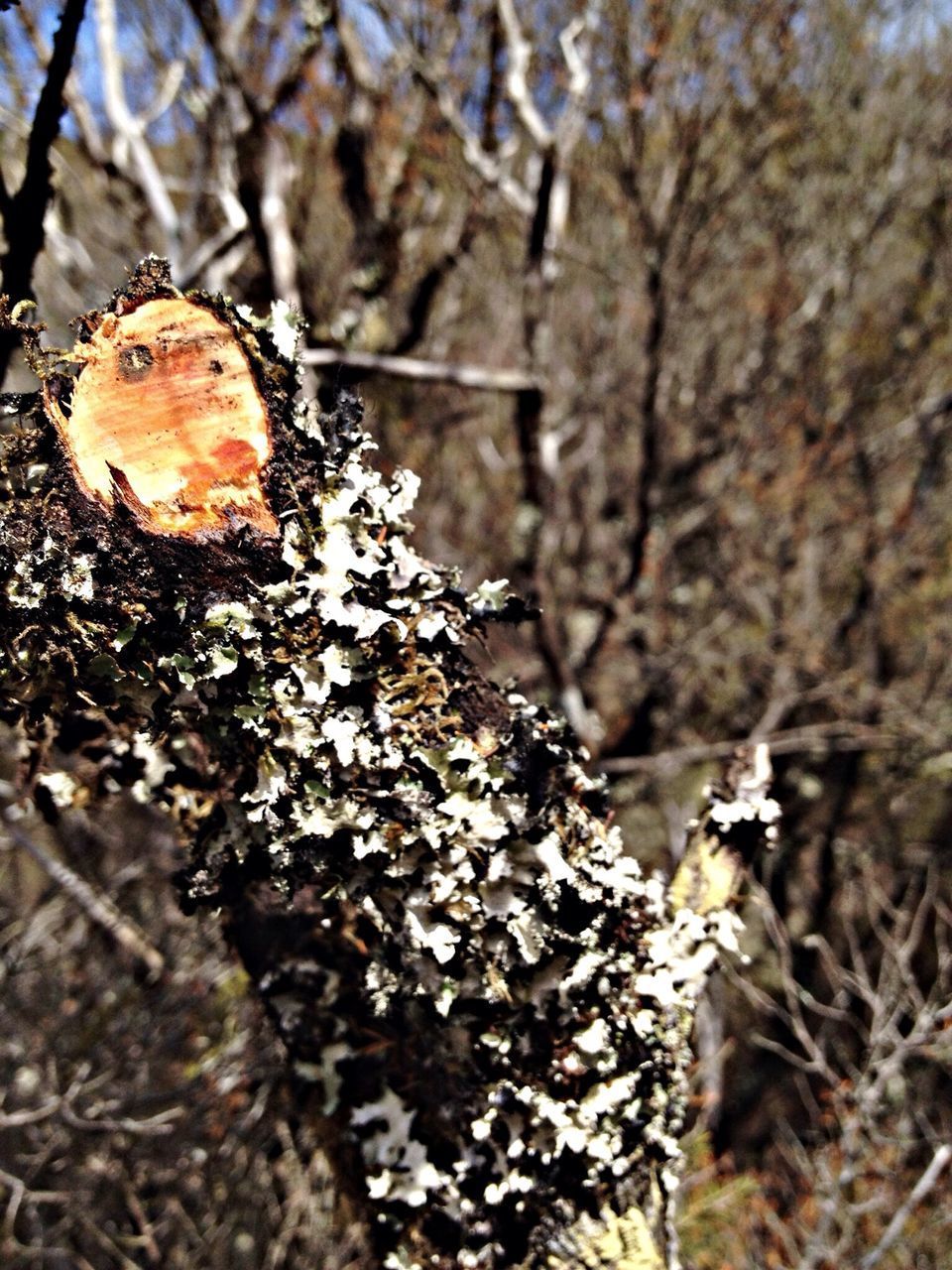 tree, focus on foreground, tree trunk, forest, nature, close-up, selective focus, wood - material, branch, tranquility, dry, growth, day, season, winter, outdoors, beauty in nature, moss, no people, snow