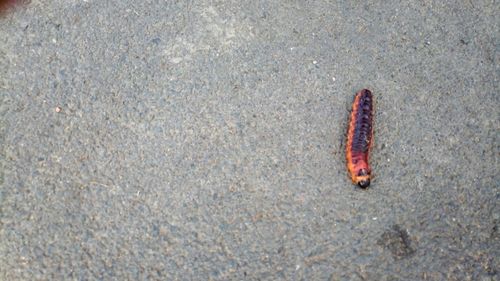 High angle view of insect on sand