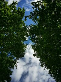 Low angle view of trees against cloudy sky