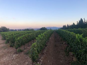 Scenic view of vineyard against sky