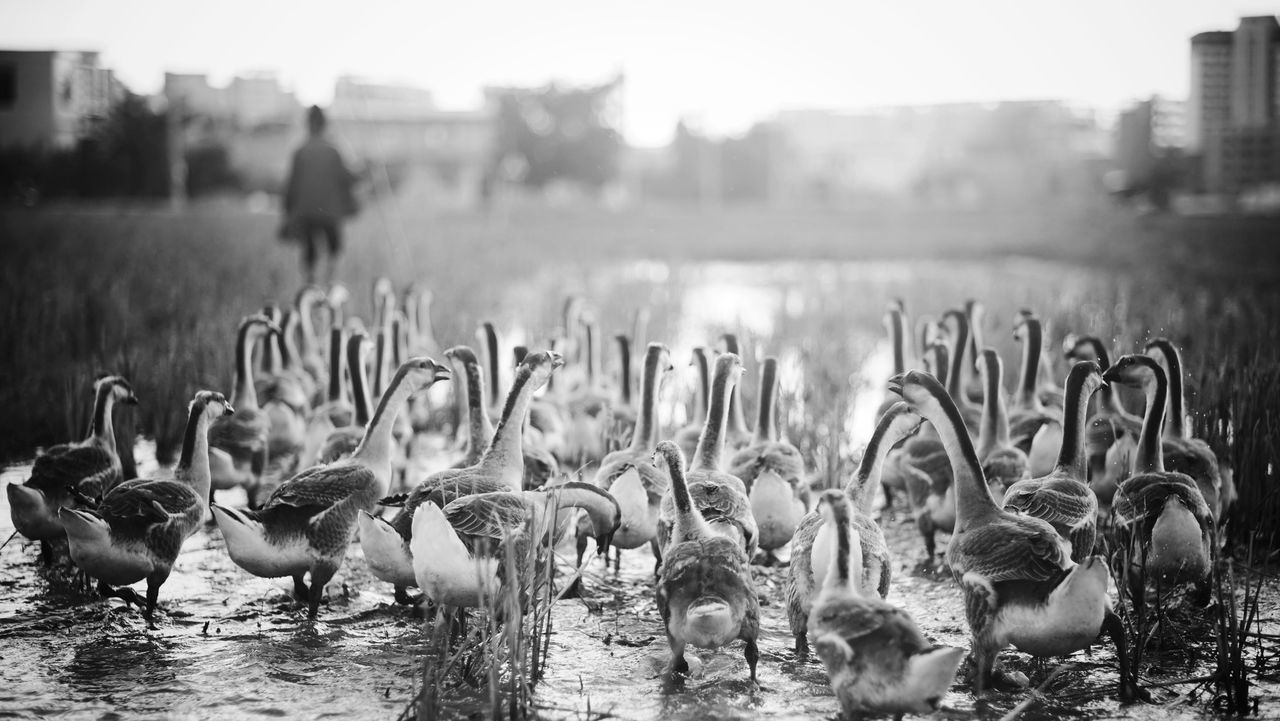 bird, animal themes, animals in the wild, water, wildlife, flock of birds, lake, duck, focus on foreground, nature, grass, outdoors, medium group of animals, sky, river, day, lakeshore, beauty in nature, reflection