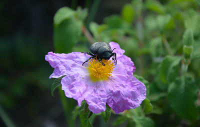 Close-up of honey bee on purple flower