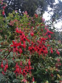 Close-up of red flowers