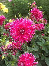 High angle view of pink flowers