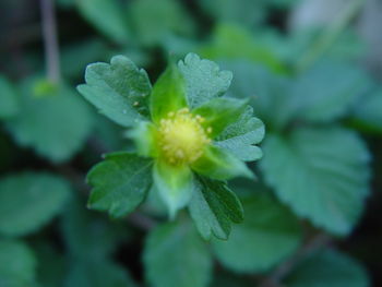 Close-up of flowering plant