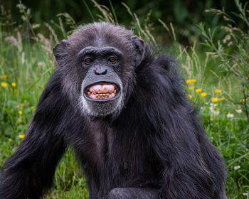 Close-up of chimpanzee sitting on field