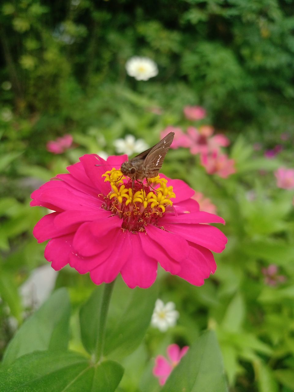 flower, flowering plant, plant, beauty in nature, freshness, petal, fragility, flower head, pink, close-up, animal wildlife, animal themes, animal, insect, growth, nature, wildlife, one animal, inflorescence, no people, pollination, focus on foreground, garden cosmos, pollen, zinnia, day, outdoors, wildflower, butterfly, macro photography, green