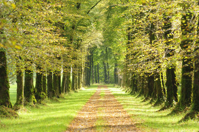 Road amidst trees in forest