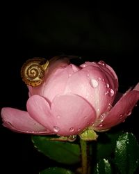 Close-up of pink flowers