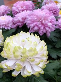 Close-up of pink flowering plants