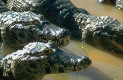 Close-up of crocodile in water