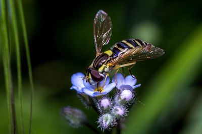 Close-up of butterfly pollinating on purple flower