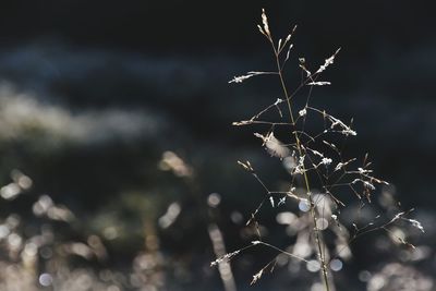 Close-up of dry plant
