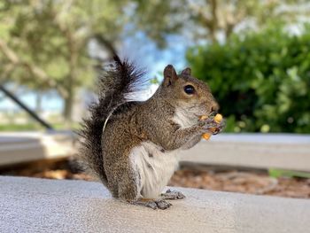 Close-up of squirrel on retaining wall