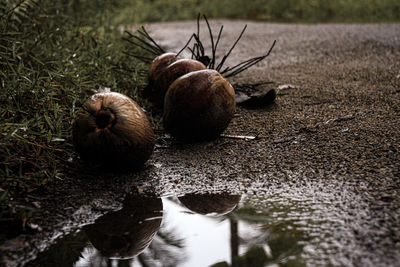 Close-up of crab on field
