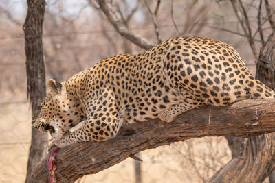 View of cat against tree