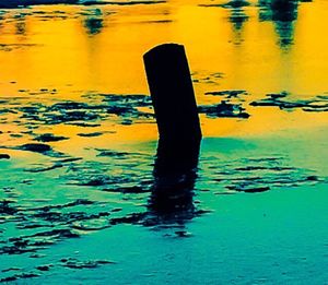Reflection of trees in water
