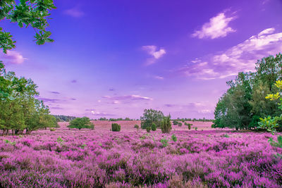 Purple flowering plants on field against sky