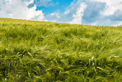 Scenic view of agricultural field against sky