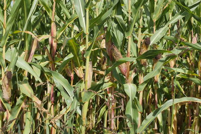 Close-up of crops growing on field