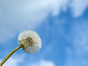 Close-up of dandelion against blue sky